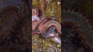 🐍🌊#Fireworm #OceanMagic #MarineLife #SeaCreatures #UnderwaterWorld #ShortVideo #Viral #Trending