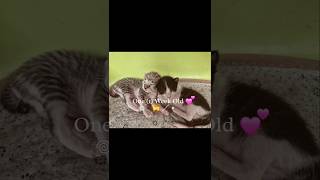 Adorable  kittens🥰💗 #week1update #Icy'skittens #cat #catlover #shorts #catsnapsnvids  😻🐈‍⬛🐈