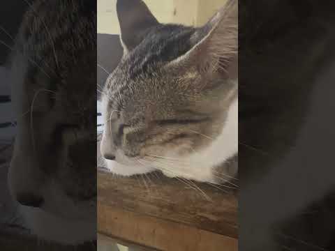 Meowning in school #kitty #cat #meow #nice