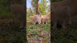 Cutest Baby Kitten Moments😍#cute #cats #kitten#cat