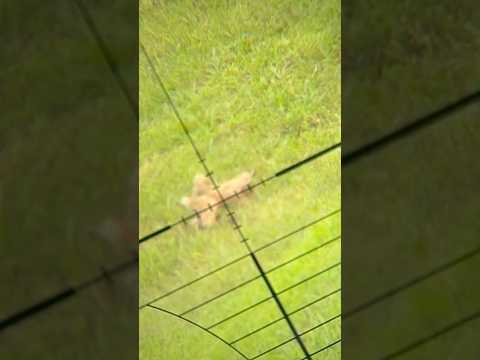 Bolt action 22