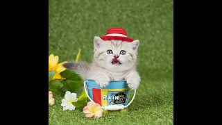 Cat Sharing Motivational Quotes #animatedshort #quotesdaily #catcontent