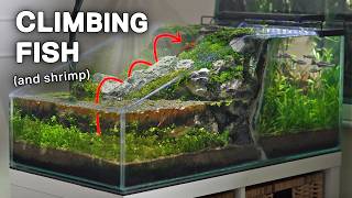 Making a Waterfall for My Climbing Fish (Two-Sided Ecosystem)