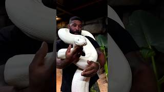 beautiful wild animals growth