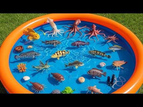 Deep Sea Creatures for Kids: Gigantism, Colossal Squid & Gulper Eel | Toddlers Learning Video