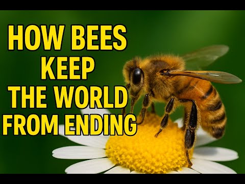 How Bees Keep The WORLD From ENDING!