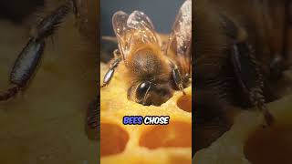 Bees That Solve Math Problems  #AnimalGenius #shorts