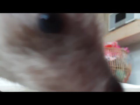 Hedgehog Moments part 6 #cuteanimal #funny #trending #cutepet #capcut