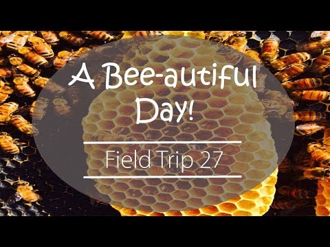 Honey Bee Facts
