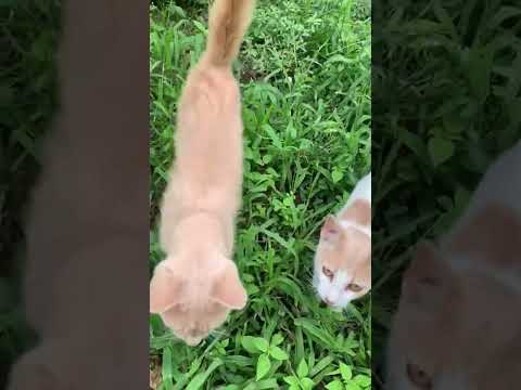 Meowmeow of two cats #catmeow #beautifulvoice #meowmeow #approach