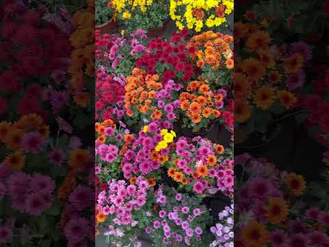 Кольорові хризантеми 🧡❤️🩷💛💜 Colored chrysanthemums #flowers #autumn #october #квіти #осінь
