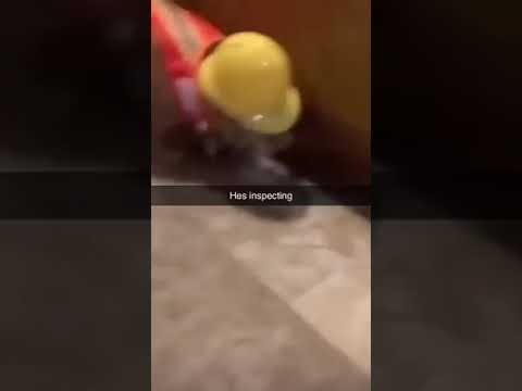 house inspector
