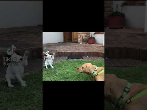 Cute puppies very funny video tiktok trend #puppy #puppies #puppylove #tiktok #shorts #shortsvideo