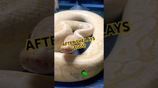 I’m excited about the pairing! #molinarosnakelab #snake #ballpython #royalpython #kidsvideo #python