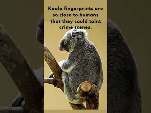 Mind-Blowing Fact About Koala 🐨🤯