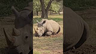 the rino was so heavy and fight 😲😯