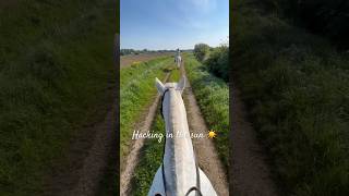 Hacking in the Sun ☀️ #equestrian #hacking #hackingout #horseriding