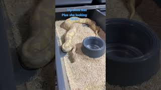 Blackhead Lav Albino looks amazing #ballpython # #ballpythonmorphs #ballpythonsofinstagram  #snakes