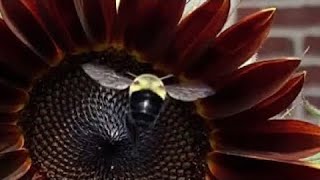 A Bee’s Sweet Tooth | SDDR