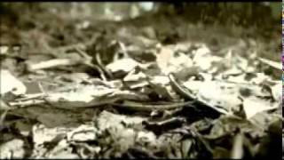 nelly furtado todo lo bueno tiene un final (reversed)