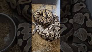 Kicking Off the 2026 Ball Python Breeding Season – Pairing Begins!