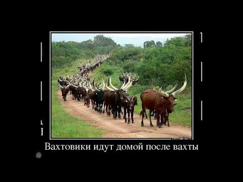 Демотиваторы,14 смешных фото приколов