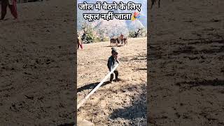 ❤️🤗#phadilifestyle #mahirawatvlogs #mountainlifestyle #mountaingirl #uttrakhandigirl #ytshort
