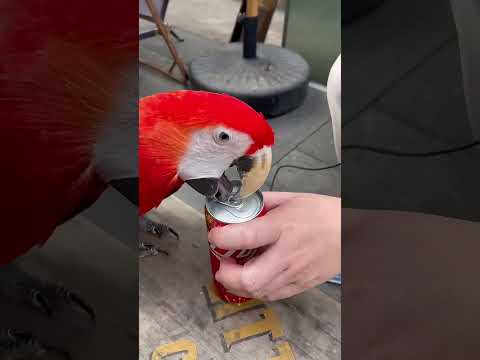 parrot want the coke ~❤️ #bilantan #birds #parrot #cute #feedshorts #funny