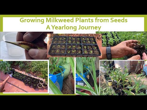 Grow Milkweed Plants From Seeds - Monarch Caterpillars and Butterflies