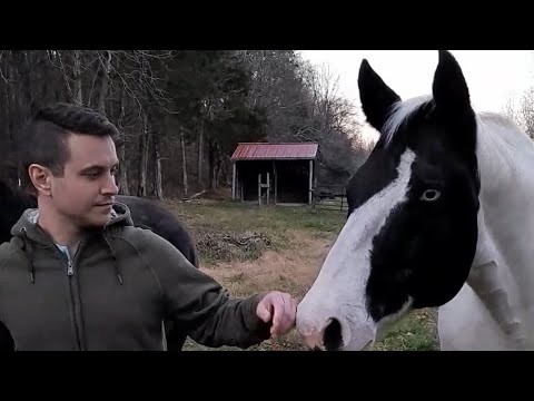 Leading Horses To The Pasture