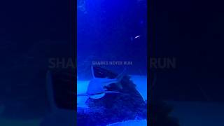 fun facts about sharks😱 did you know!? #facts #factsyoudontknow #learnonyoutube