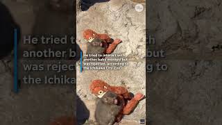 Viral video shows Punch 'scolded' by older monkey