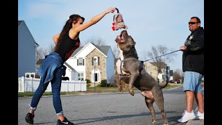 HOW TO PREPARE FOR A DOG C-SECTION; TIPS TO SAVE NEWBORN PUPPIES; MOTHER DOG NOT PRODUCING MILK TIP