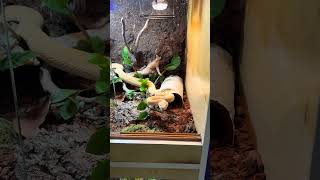 Princess Peaches Hemotoxic Snake VENOM Explained! 🤩🐍 #snakes #wildlife #shorts