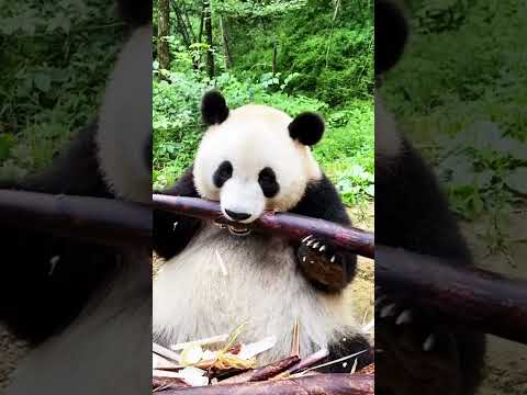 Panda Eats Carrots & Bamboo! 🐼🥕🎋" Animals