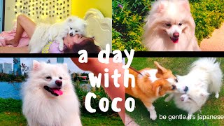 One Day in Life of Japanese Spitz