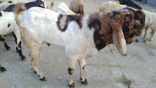 Cheap Goats in Deonar Saturday Market