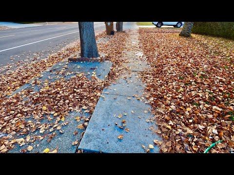 Massive Leaf Clean Up.