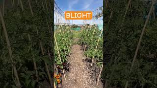Oh No 😢 #gardening #allotmentlove #enjoygardening #garden #blight #tomatoes #saddays
