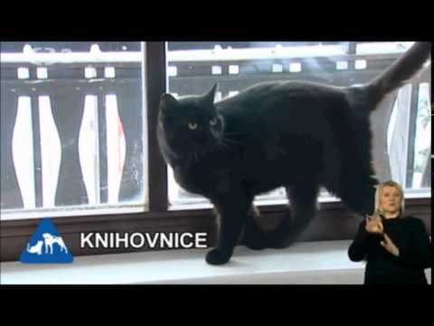 Chcete mě? - Knihovnice