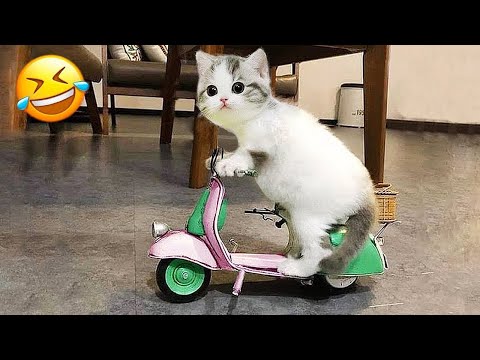 Funny animals will crack you up instantly 😂