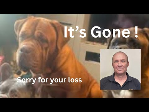 When a vetsnow have no sympathy its gone #vetsnow #doguedebordeaux #dog