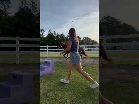 She’s a beautiful horse 🥰 #horse