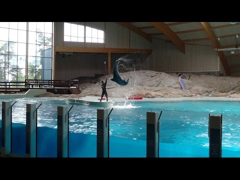 Educational dolphin presentation