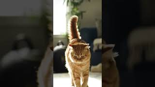 Invisible Threat Detected 🐱👀#FunnyCat #CatTok #FluffyFails #GhostFight #MissionMeowPossible#viral