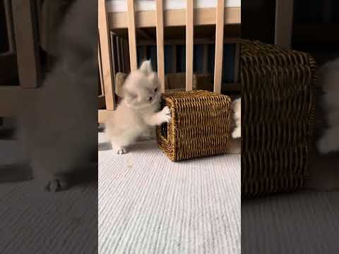 Cute cats 🎬✨#SnappyWorld #Shorts #Kittens #CuteCats #FunnyKittens#Cat#Meow#meo#viral #funny #cute