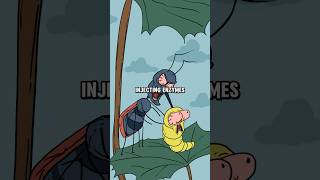 The assassin bugs