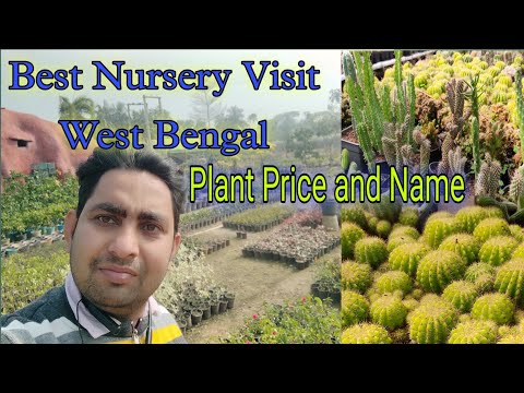 Plant Nursery Visit // Biggest Nursery in West Bengal Nandokumar Kolsor // Best Nursery  West Bengal
