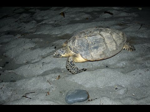 Sea Turtle Laying Eggs In Terengganu, Malaysia