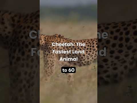 Did you know cheetahs can’t roar ?! 😱 #animalfacts #facts